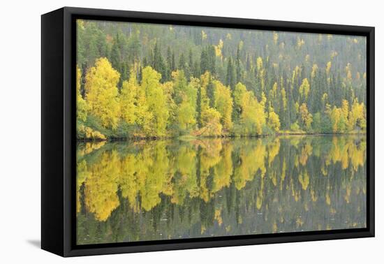 Woodland (Predominantly Spruce and Silver Birch)Oulanka River, Finland, September 2008-Widstrand-Framed Premier Image Canvas