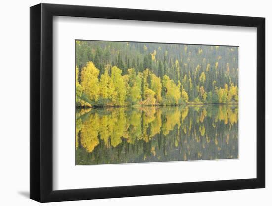 Woodland (Predominantly Spruce and Silver Birch)Oulanka River, Finland, September 2008-Widstrand-Framed Photographic Print