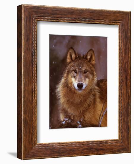 Woodland Pride, Montana-Art Wolfe-Framed Art Print