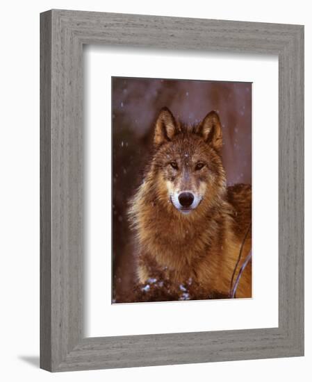 Woodland Pride, Montana-Art Wolfe-Framed Art Print