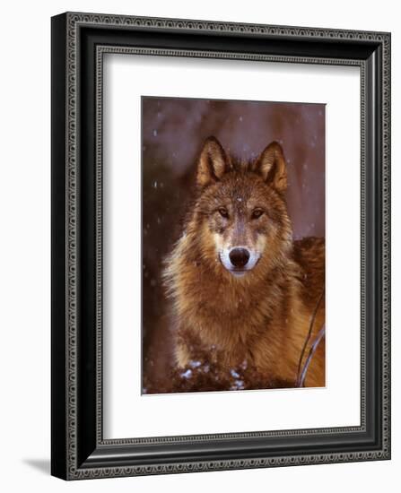 Woodland Pride, Montana-Art Wolfe-Framed Art Print