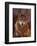 Woodland Pride, Montana-Art Wolfe-Framed Art Print