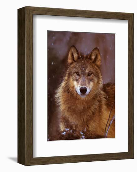 Woodland Pride, Montana-Art Wolfe-Framed Art Print