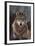 Woodland Pride, Montana-Art Wolfe-Framed Art Print