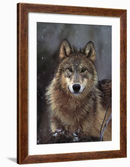 Woodland Pride, Montana-Art Wolfe-Framed Art Print