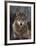 Woodland Pride, Montana-Art Wolfe-Framed Art Print