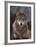 Woodland Pride, Montana-Art Wolfe-Framed Art Print