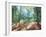 Woodland Reverie-Danhui Nai-Framed Art Print