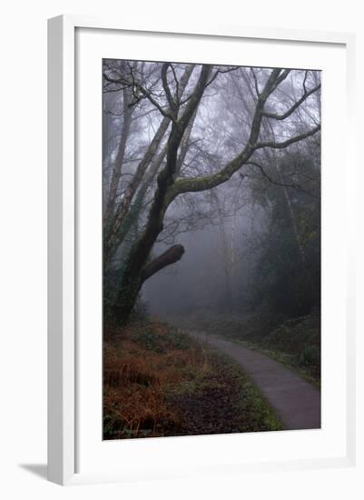 Woodland Scenery in England-David Baker-Framed Photographic Print