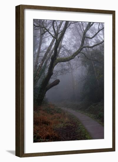 Woodland Scenery in England-David Baker-Framed Photographic Print