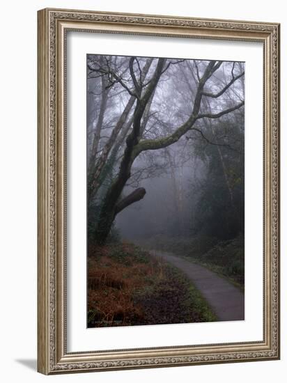 Woodland Scenery in England-David Baker-Framed Photographic Print