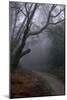 Woodland Scenery in England-David Baker-Mounted Photographic Print