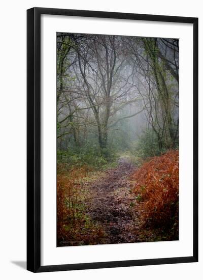 Woodland Scenery in England-David Baker-Framed Photographic Print