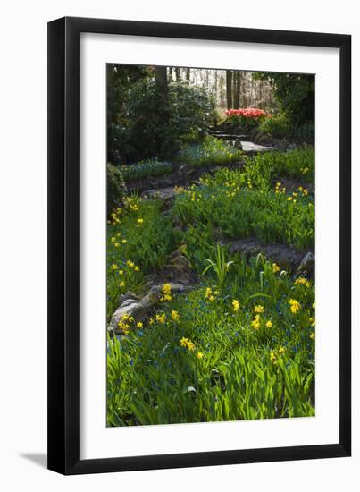 Woodland Spring Garden with Daffodils-Anna Miller-Framed Photographic Print