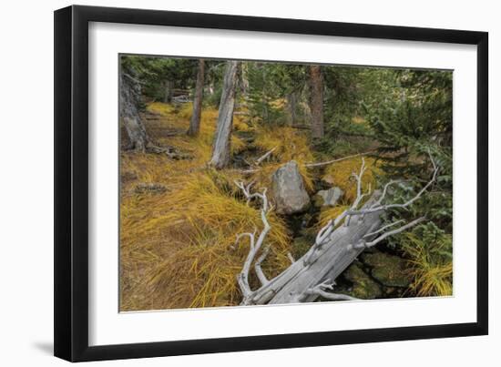 Woodland Stream-Don Paulson-Framed Giclee Print