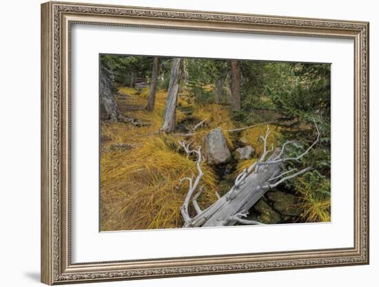 Woodland Stream-Don Paulson-Framed Giclee Print