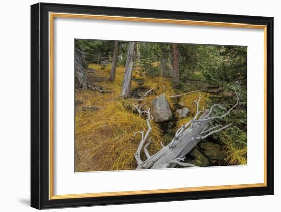 Woodland Stream-Don Paulson-Framed Giclee Print