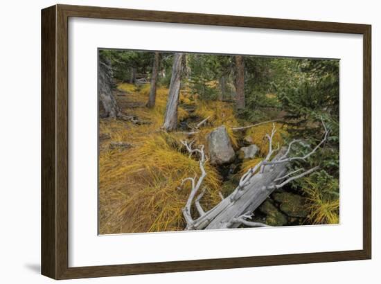 Woodland Stream-Don Paulson-Framed Giclee Print