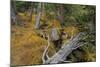 Woodland Stream-Don Paulson-Mounted Giclee Print