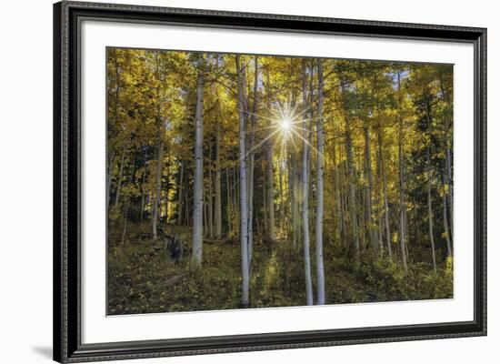 Woodland Sunburst-Michael Greene-Framed Giclee Print