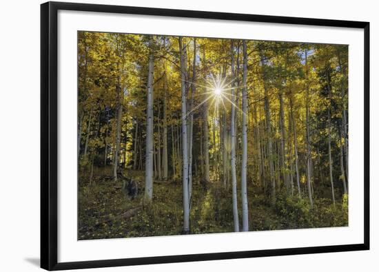 Woodland Sunburst-Michael Greene-Framed Giclee Print