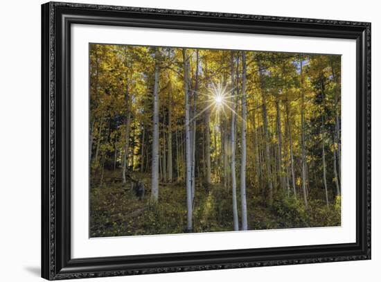 Woodland Sunburst-Michael Greene-Framed Giclee Print