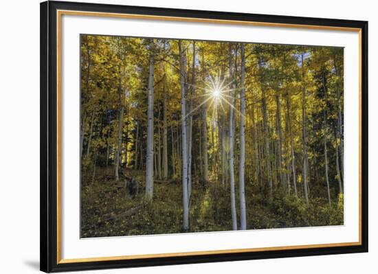 Woodland Sunburst-Michael Greene-Framed Giclee Print