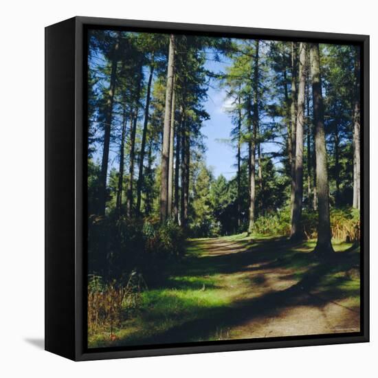 Woodland Walk, Sherwood Forest, Edwinstowe, Nottinghamshire, England-L Bond-Framed Premier Image Canvas