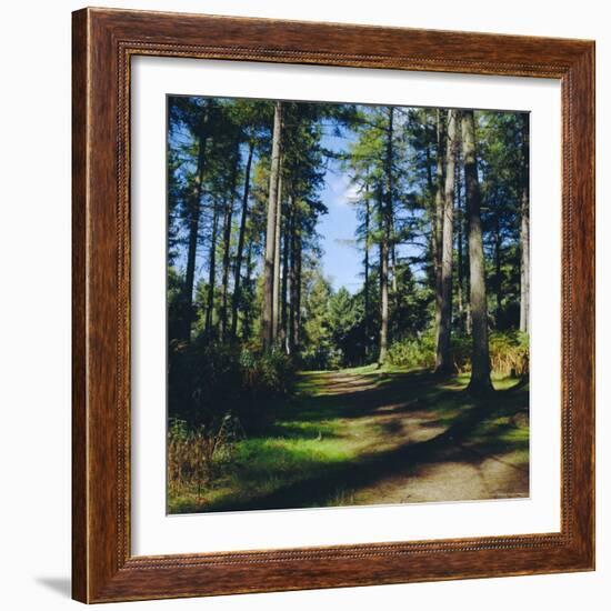 Woodland Walk, Sherwood Forest, Edwinstowe, Nottinghamshire, England-L Bond-Framed Photographic Print