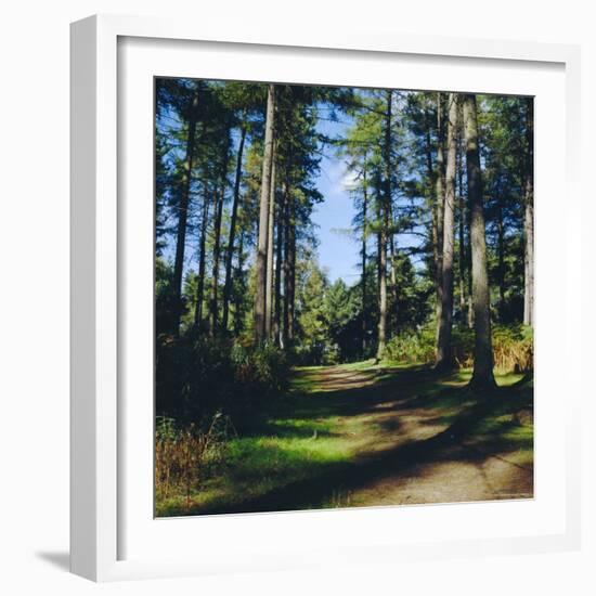 Woodland Walk, Sherwood Forest, Edwinstowe, Nottinghamshire, England-L Bond-Framed Photographic Print