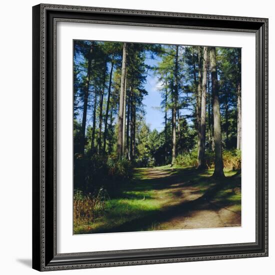 Woodland Walk, Sherwood Forest, Edwinstowe, Nottinghamshire, England-L Bond-Framed Photographic Print