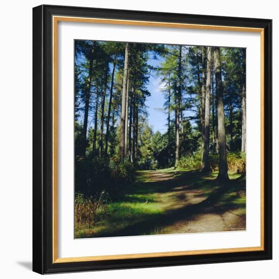 Woodland Walk, Sherwood Forest, Edwinstowe, Nottinghamshire, England-L Bond-Framed Photographic Print