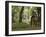 Woodland Walk-Bob Langrish-Framed Photographic Print