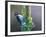 Woodpecker Mullen-Chris Vest-Framed Art Print