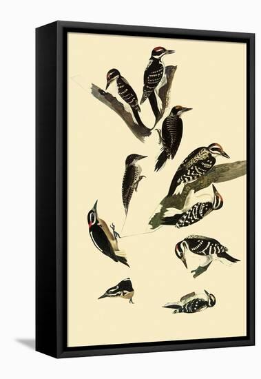 Woodpeckers-John James Audubon-Framed Premier Image Canvas