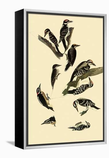 Woodpeckers-John James Audubon-Framed Premier Image Canvas