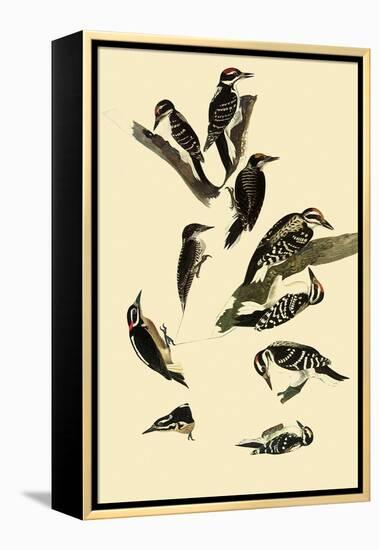 Woodpeckers-John James Audubon-Framed Premier Image Canvas