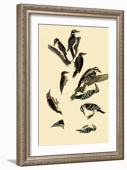 Woodpeckers-John James Audubon-Framed Giclee Print