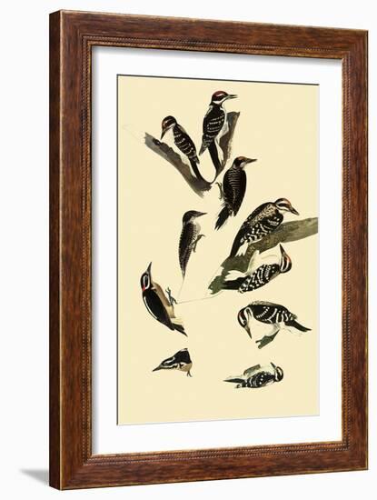 Woodpeckers-John James Audubon-Framed Giclee Print