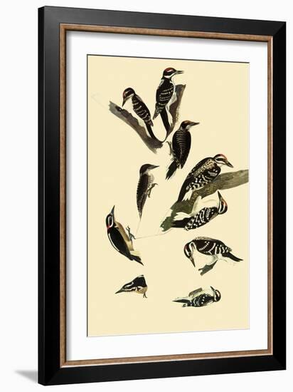 Woodpeckers-John James Audubon-Framed Giclee Print