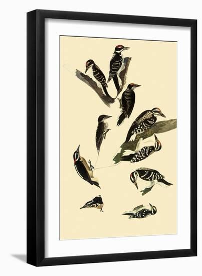 Woodpeckers-John James Audubon-Framed Giclee Print