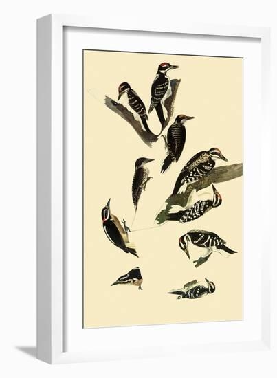 Woodpeckers-John James Audubon-Framed Giclee Print