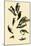 Woodpeckers-John James Audubon-Mounted Giclee Print