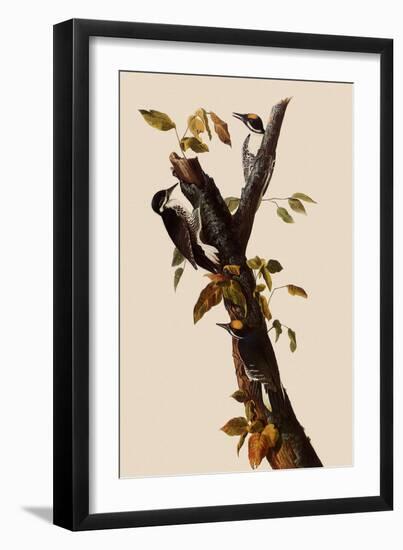 Woodpeckers-John James Audubon-Framed Giclee Print