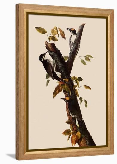 Woodpeckers-John James Audubon-Framed Premier Image Canvas