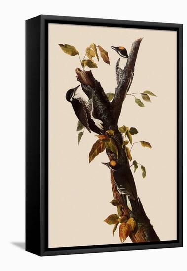 Woodpeckers-John James Audubon-Framed Premier Image Canvas