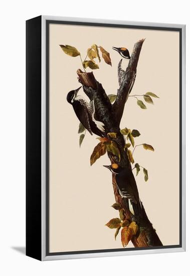 Woodpeckers-John James Audubon-Framed Premier Image Canvas