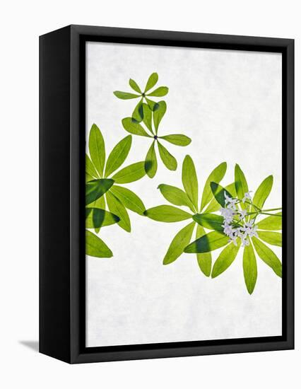 Woodruff, Galium Odoratum, Leaves, Green, Blossom-Axel Killian-Framed Premier Image Canvas