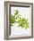 Woodruff, Galium Odoratum, Leaves, Green, Blossom-Axel Killian-Framed Photographic Print