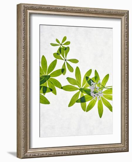 Woodruff, Galium Odoratum, Leaves, Green, Blossom-Axel Killian-Framed Photographic Print